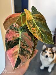 PHILODENDRON MELANOCHRYSAM VERIATED IN JIFFY BAG