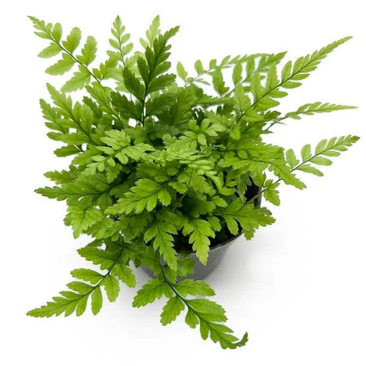 KOREAN ROCK FERN IN JIFFY BAG
