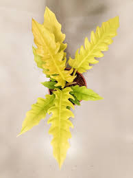 Philodendron PLUTO GOLD (Plant in Jiffy Bag)