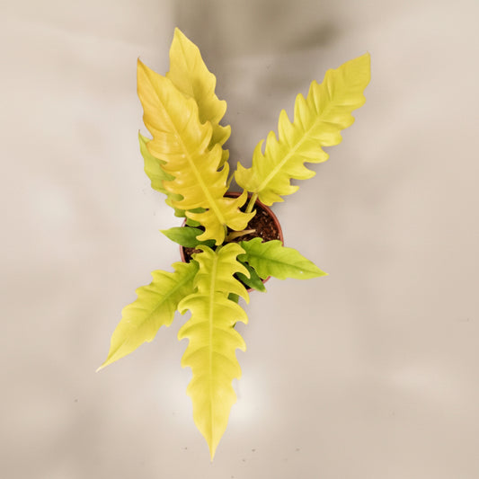 Philodendron PLUTO GOLD (Plant in Jiffy Bag)