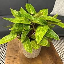 Philodendron painted lady (Tissue Culture Plant in Jiffy Bag)