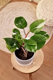 White Knight Philodendron (Plant in Jiffy Bag)