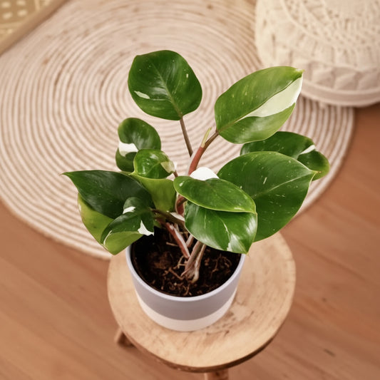 White Knight Philodendron (Plant in Jiffy Bag)