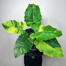Philodendron Jungle Fever Variegated (Tissue Culture Plant in Jiffy Bag)