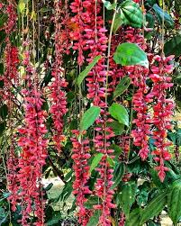 Thunbergia (Ladies Shoe plant , Normal variety) Rooted plant in poly bag