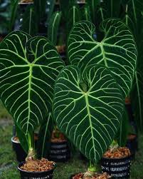FOLIAGE ANTHURIUM REGALE IN JIFFY BAG