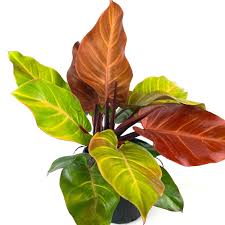 Philodendron maccolys finale (Tissue Culture Plant in Jiffy Bag)