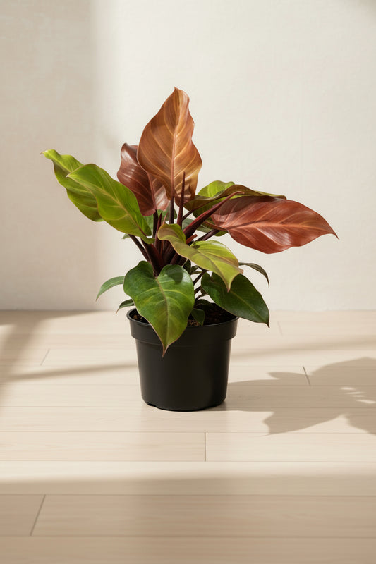 Maccoly's Finale Philodendron (Tissue Culture Plant in Jiffy Bag)