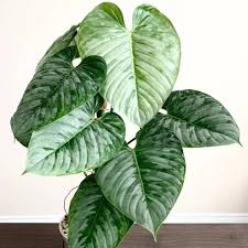 Sodiroi Philodendron in 3" POT