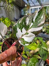 Philodendron red anderson premium veriated (Tissue Culture Plant in Ji –  pazhassigarden