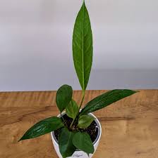 Big Bill Foliage Anthurium in Jiffy bag