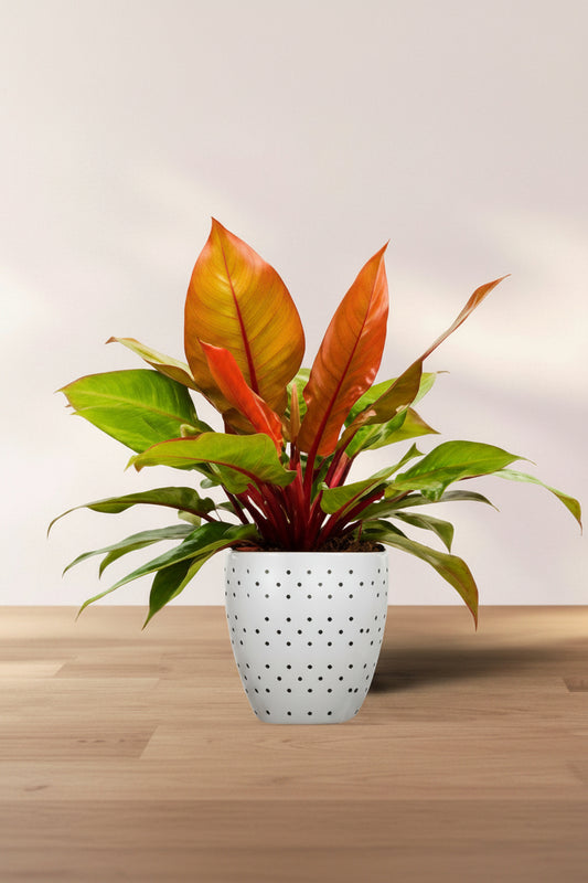 Maccoly's Finale Philodendron (Tissue Culture Plant in Jiffy Bag)