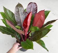 SUNRED PHILODENDRON IN 3" POT