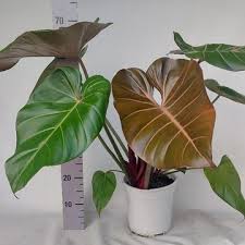 Philodendron summer glory (Tissue Culture Plant in Jiffy Bag) –  pazhassigarden