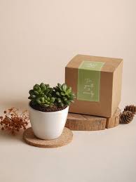 GIFT BOX OF SUCCULANTS