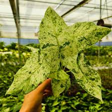 Alocasia batik verigated sprouted bulb in jiffy bag