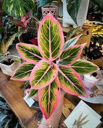 AGLONIMA LOTUS DELIGHT 5-8 CM PLANT IN NET POT