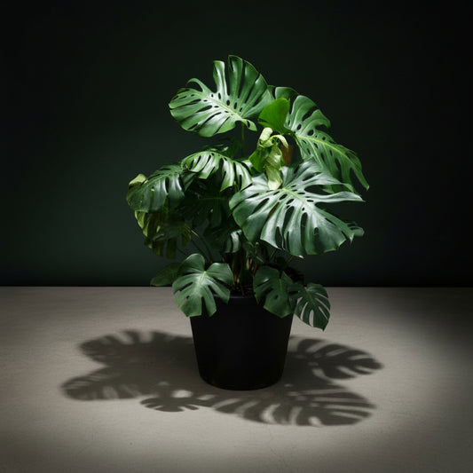 MONSTERA DELICIOSA (Tissue Culture Plant in Jiffy Bag)
