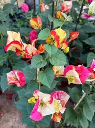 BOUGAINVILLE CHITHRA INDIA IN 3" POT