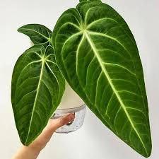 FOLIAGE ANTHURIUM VELLUNORAM IN JIFFY BAG