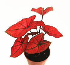 Caladium RED BUBBLE in Jiffy bag