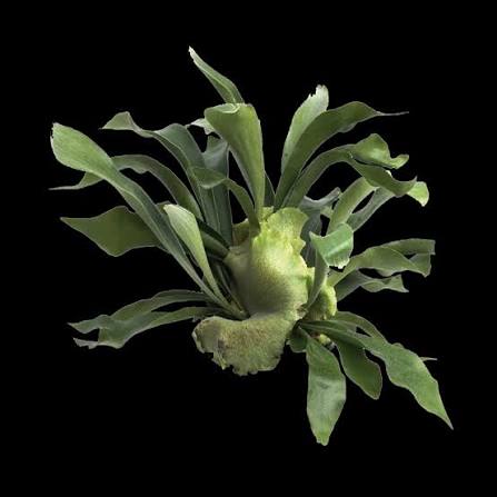 PLATYCERUM BIFURCATUM NETHERLAND IN 3" POT