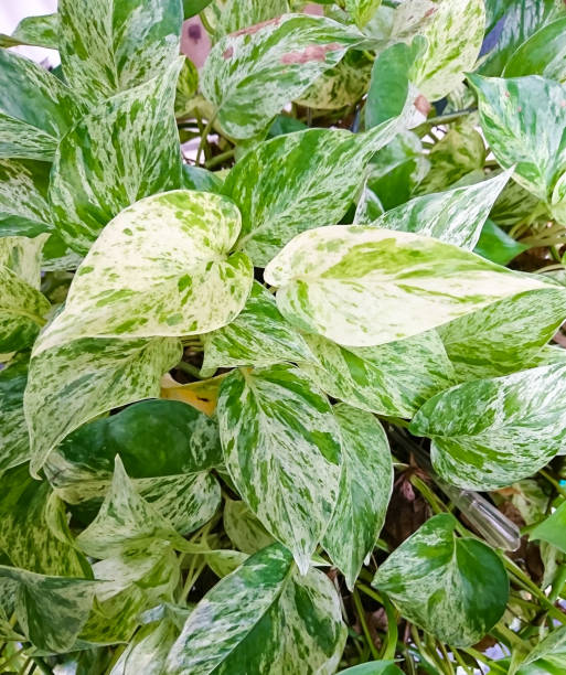 MARBLE QUEEN POTHOS ( MARBLE QUEEN MONEY PLANT) IN 3" POT