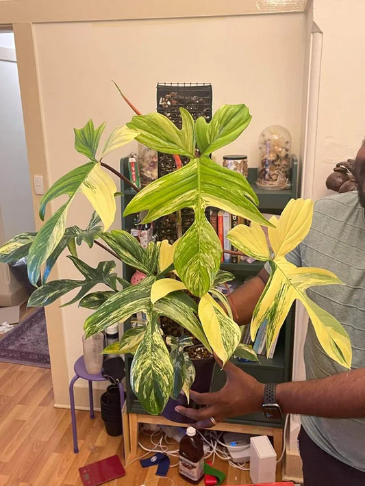 PHILODENDRON FLORIDA BUETY VERIGATED IN 3" POT