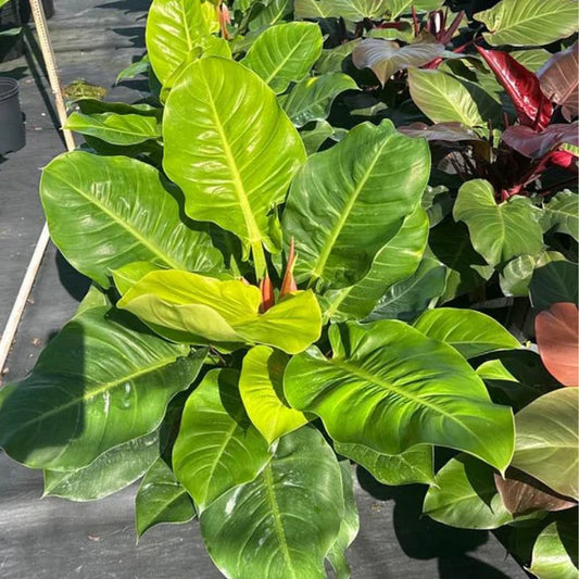 MOONSHINE PHILODENDRON IN 3" POT
