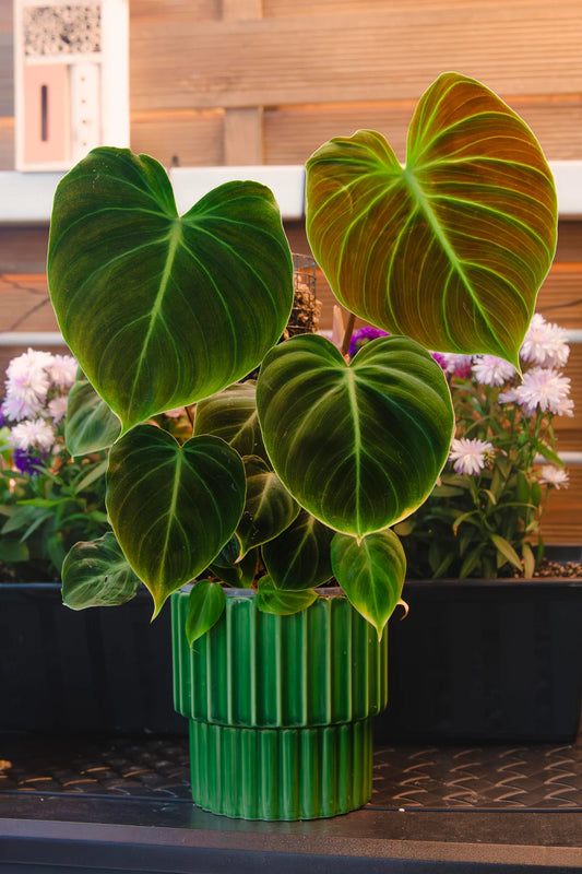 Philodendron elchoco red (Tissue Culture Plant in Jiffy Bag)
