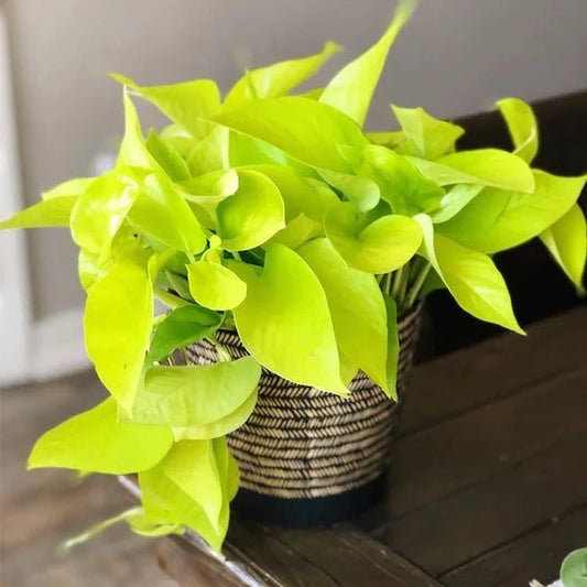 NEON POTHOS ( MONEY PLANT ) IN NET POT
