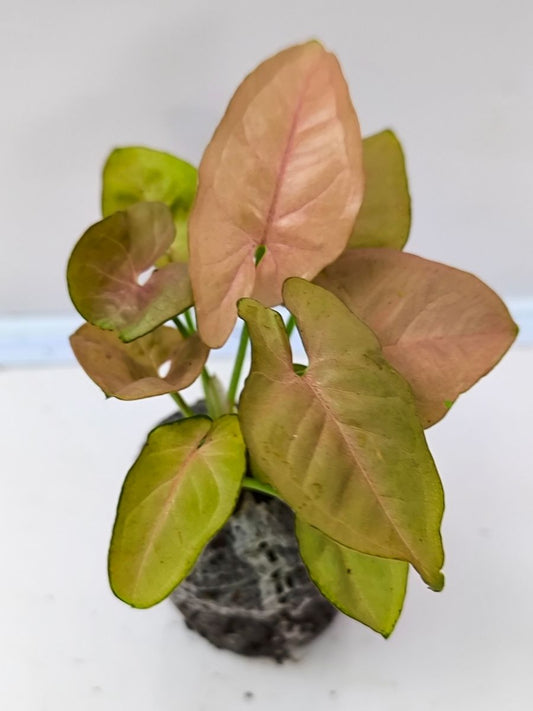 Syngonium Neon Pink (Tissue Culture Plant in Jiffy Bag)