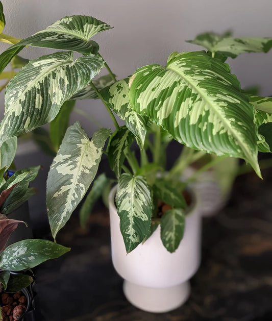 SHISMATOGLOTIS PUSILLA (Tissue Culture Plant in Jiffy Bag)