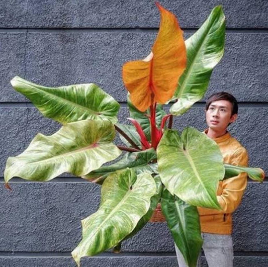 Philodendron Orange Marmalade ( Tissue Culture Plant in Jiffy Bag)