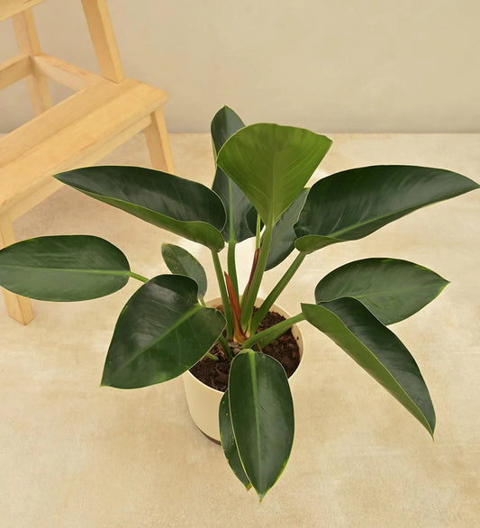 Green Apple Congo Philodendron (Tissue Culture Plant in Jiffy Bag)