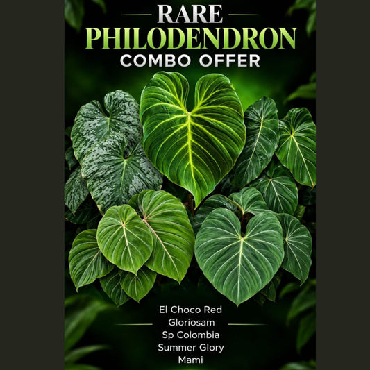 Rare PHILODENDRON COMBO 5 PLANTS -890
