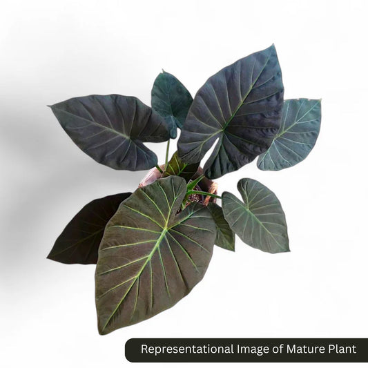 Alocasia Regal Shield sprouted bulb (sapling) plant in paper bag