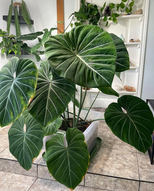 Philodendron GLORIOSAM (Plant in Jiffy Bag)