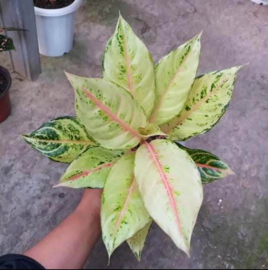 AGLONIMA THAI FROZEN 5-8 CM IN NET POT
