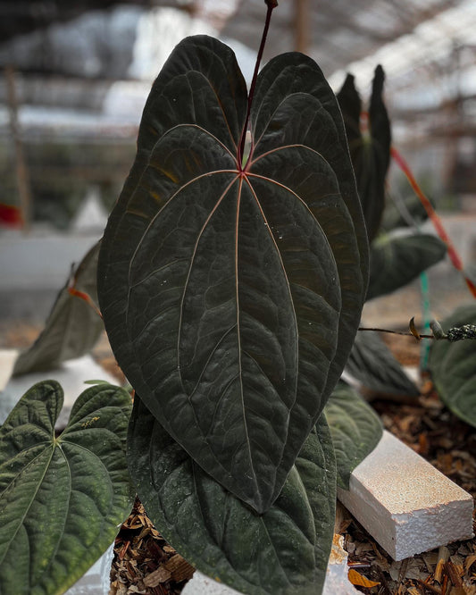 Red Vein Dark Phoenix Anthurium Medium size
