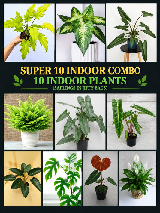 SUPER 10 INDOOR COMBO 999/-10 INDOOR PLANTS IN JIFFY BAGS