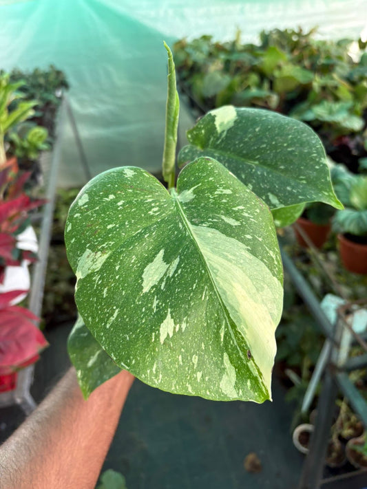 Monstera Thai Constellation Variegated Pot size Plant