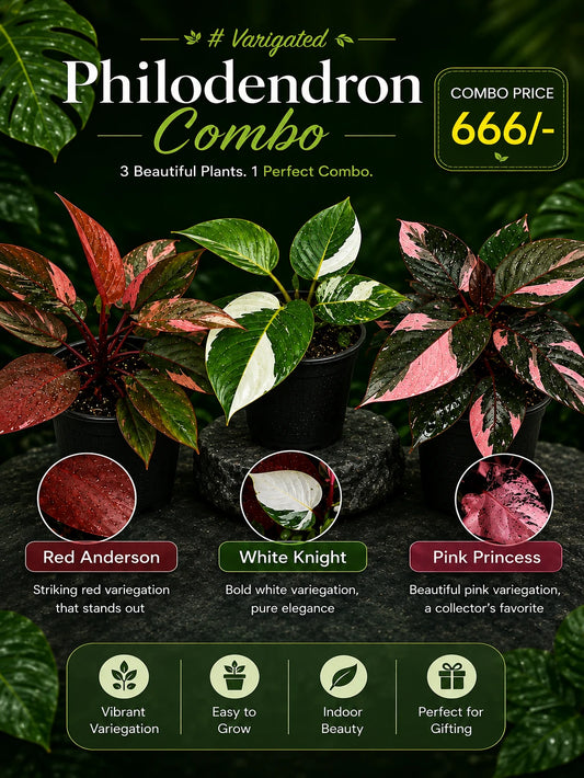 Varigated Philodendron mansoon Combo-3 PLANTS -666