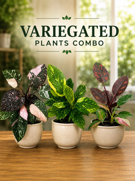 VARIEGATED PLANTS COMBO