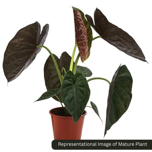 Alocasia Venti sprouted bulb (sapling) plant in paper bag