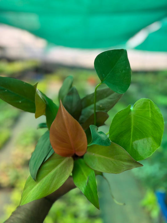 INDOOR PLANTS COMBO 4 PHILODENDRON 399/- IN JIFFY BAGS