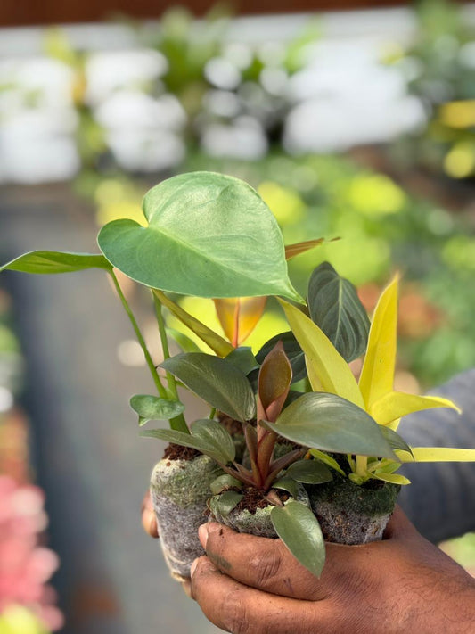 XMAS NEWYEAR COMBO 5INDOR PLANTS 490/- IN JIFFY BAGS