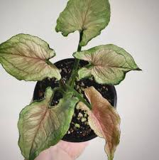 Syngonium Yami Red ( Tissue Culture Plant in Jiffy bag)