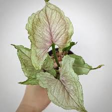 Syngonium Yami Red ( Tissue Culture Plant in Jiffy bag)