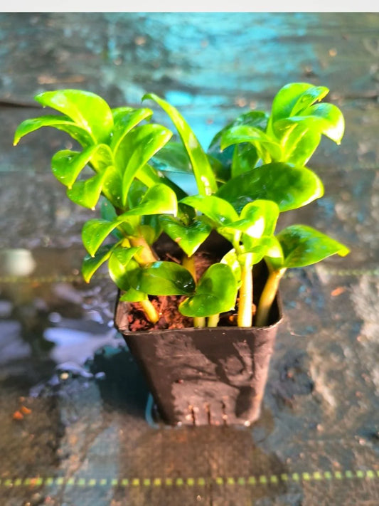 ZZ Dwarf (Zee Zee Plant dwarf) Multi Shooted Bushy Plant Without Pot